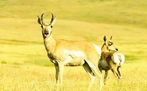 描寫藏羚羊作文(精選25篇)