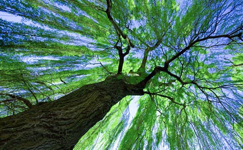 描寫柳樹的詩句(集合15篇)