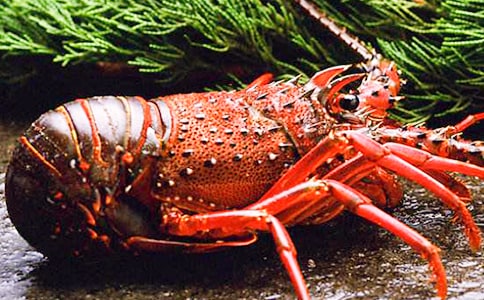 ����r���ĺϼ���15ƪ��