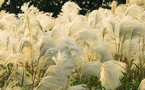 ɳ�޵��JȔ����