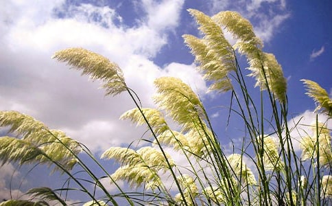 家鄉的蘆葦塘散文