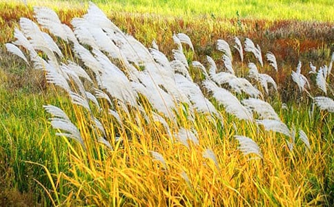 �JȔʎ���ă��x(10ƪ)