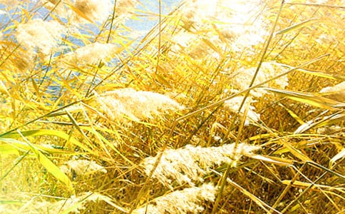 [��Ʒ]�P���JȔ������