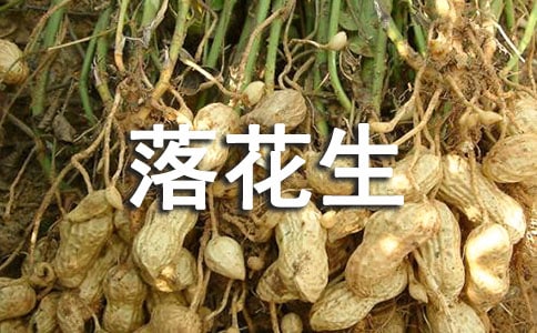 《落花生》的讀后感范文