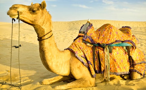 讀《駱駝王子》有感15篇