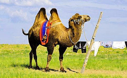 �������ӡ��x���