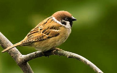 С��ȸ���Ľ��䣨15ƪ��