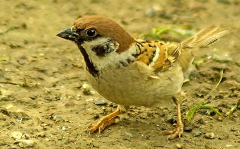 ��ȸ���꼉(j��)