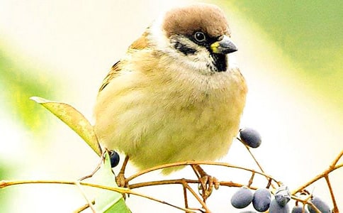 (經典)小麻雀作文14篇