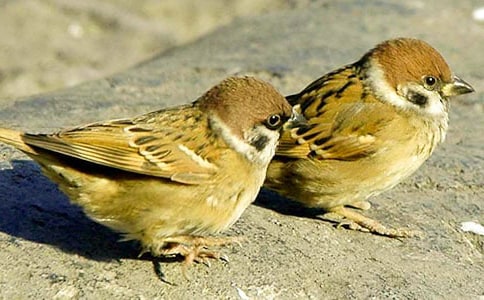 ���P��ȸ������