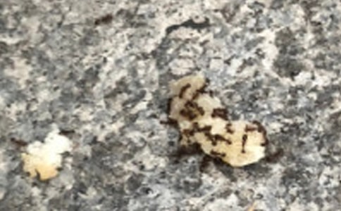 【推薦】小螞蟻過河看圖寫話