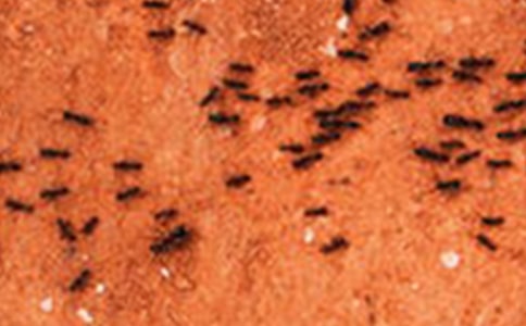 小螞蟻搬骨頭看圖寫話9篇(實用)