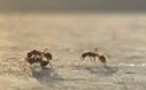 小螞蟻樹葉看圖寫話