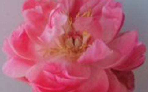 ������õ�廨