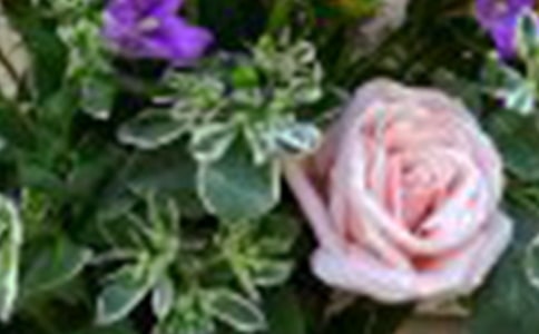 關于贈人玫瑰作文4篇