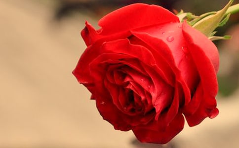 擔柴郎與玫瑰仙子的故事