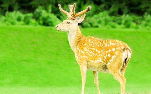 �Ř��µ�÷��¹