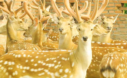 描寫梅花鹿的狀物作文