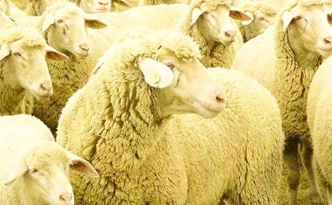 我是一頭快樂的小綿羊