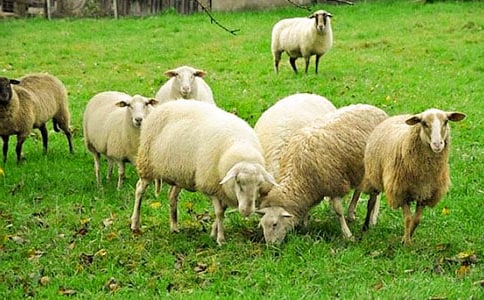 С�����g(sh��)�L���̰���ë���׵ľd�򡷣����x11ƪ��