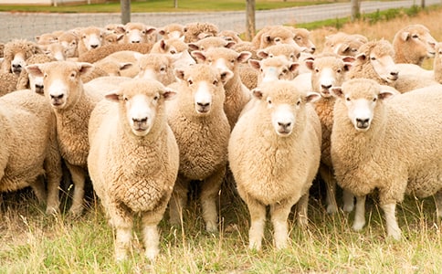 童趣:頭像綿羊頸似鵝,不是牛馬不是騾,戈壁灘上萬里行,能耐渴來能忍餓(打一動物)