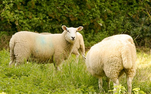 我的小綿羊教案