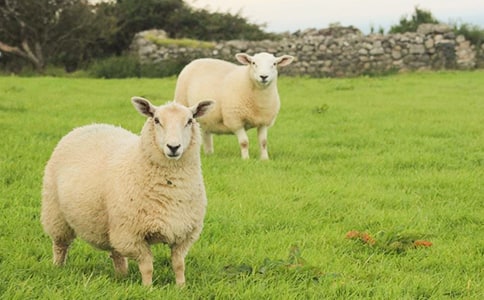 聰明的小綿羊的故事