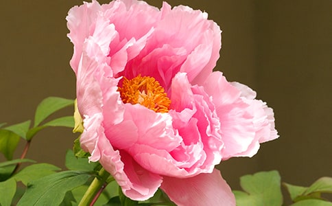 關(guān)于牡丹的詩句(精選170句)