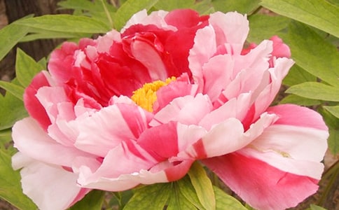 ĵ��ԭ�ļ��p��(����15ƪ)