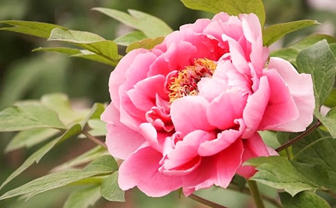 ԁĵ��ԭ�ļ��p��