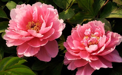 春寶和牡丹仙子的故事