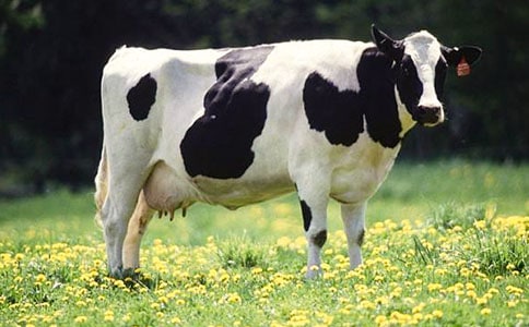 ��ţ�I�u��ͬ