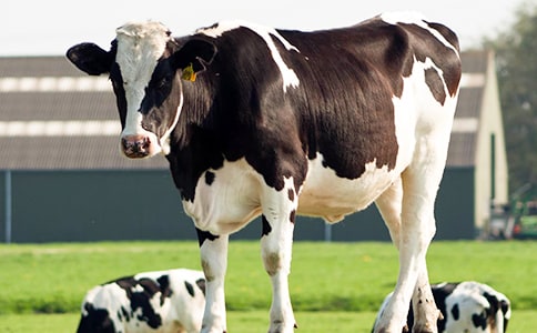 有趣的繞口令:拉奶牛