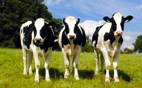 青草地、奶牛、女孩散文