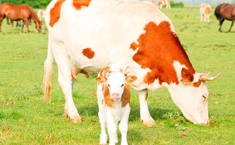 (����)��ţ����400��