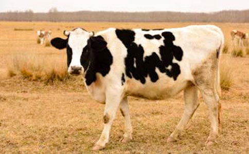 ���x��ţ�̌W��˼