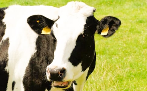 ���^��ţ������