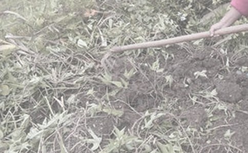 干農活作文500字(精選25篇)