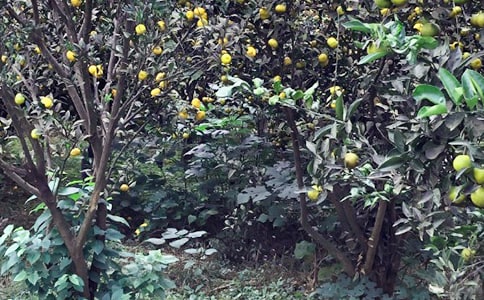 �������r�Ҙ�����