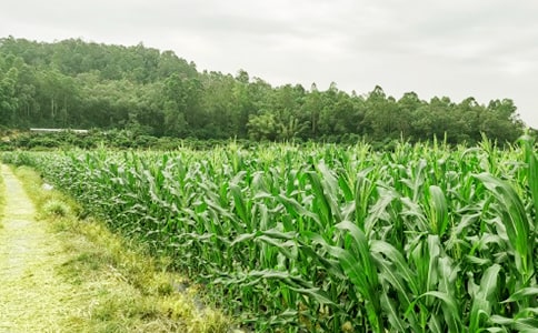 【推薦】農(nóng)家樂作文15篇