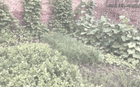 一個老頭生的怪,胡須長在圓腦袋(打一農作物)