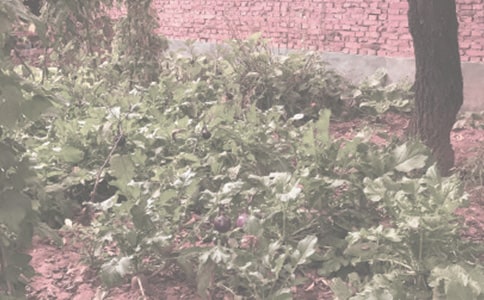 ���r(n��ng)�����ƷN�a(ch��n)�I(y��)��֮�\Ҋ