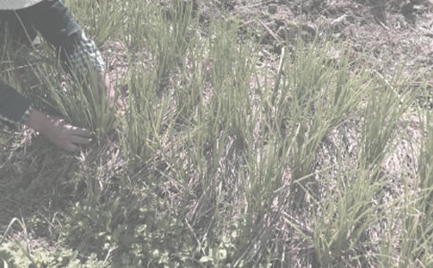 農(nóng)作物的氣態(tài)氮損失