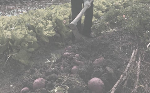 2009年北京市主要農(nóng)作物主推品種意見(jiàn)