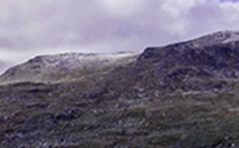 爬山虎經典【15篇】