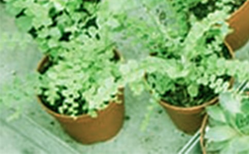 �^�p���ğo(w��)�����Լ��g(sh��)