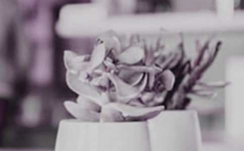 與眾不同的“盆栽”作文