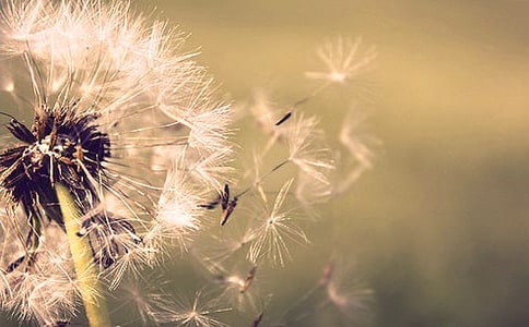 蒲公英泡水喝功效與作用