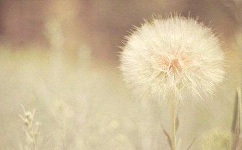 精選蒲公英的旅行的作文4篇