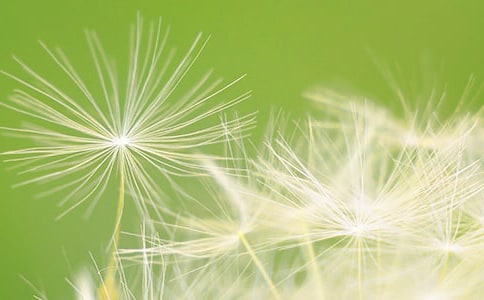 蒲公英的作文匯編五篇